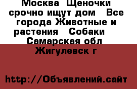 Москва! Щеночки срочно ищут дом - Все города Животные и растения » Собаки   . Самарская обл.,Жигулевск г.